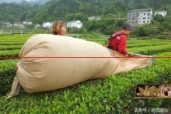 湖北宜昌：农民用机器采茶，一个小时可采100斤