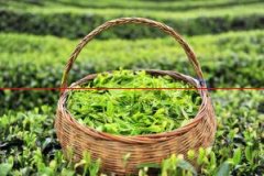 茶树生长的快，与水肥有什么关系？