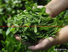 采摘茶叶，夏季修剪茶树，去除顶端优势，蓄积养分腋芽的发展