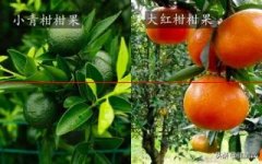 小青柑和大红柑，到底有什么区别？
