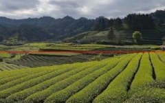福建武夷山：惊蛰大喊“茶发芽”，茶农开启一年采摘季