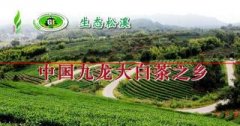福建松溪：九龙大白茶，产于“中国名茶之乡”