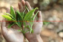 普洱茶除了大叶种，还有特大叶、中叶、小叶种之分，如何区分？