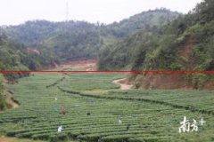 梅州：“英红九号”开启山区茶叶产业的另一片天地