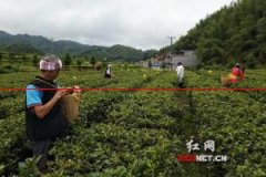 喜讯！常宁市荣获“湖南茶叶十强生态产茶市”称号