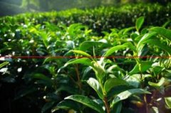 茶籽直播的播种时间和播种方法有哪些？