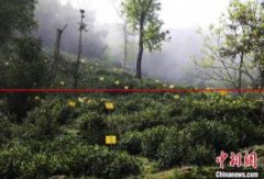 中国十大名茶之一：安徽茶叶出口量位居全国第二