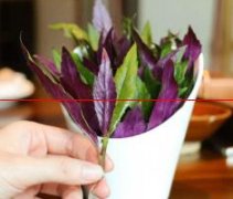 t紫背天葵栽培技术，掌握这几点，让你的植株长得更漂亮