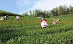 【茶知识】台湾高山乌龙茶的制茶流程