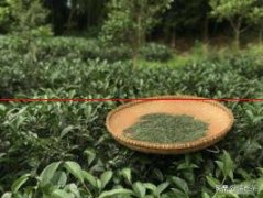 如何判断茶叶的保质期？