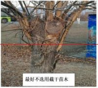 张国利：城市园林绿化建设中，如何保证大树移植成活率？