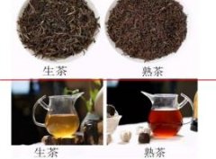 普洱生茶和熟茶有什么区