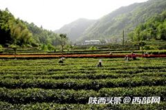 重磅！紫阳富硒茶6项陕西省地方标准发布