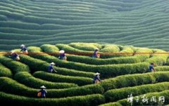 漳平：大陆最大的台湾软枝乌龙茶生产基地凸显“高山茶韵”