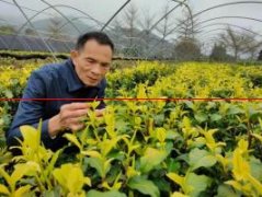 历时8年，新兴培育出多个珍稀茶树品种