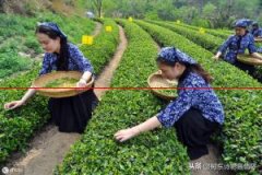 中国十种知名绿茶是什么
