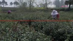 扬州：四个农产品获农业部地理标志登记保护