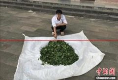 云南双江：3人非法采摘野生古茶被立案侦查