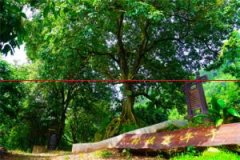 【保护三年行动】乐山市市中区开展古树名木保护工作