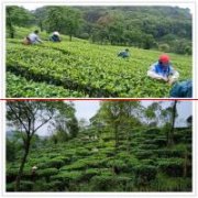 【乡村振兴】太平镇：“禅茶文化”让产业“活”起来