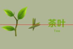 过期的茶叶还能喝吗？俄罗斯农业专家：多喝茶有利于身体健康