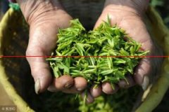 【行业动态】欧盟颁布农残限量标准，中国输欧茶叶面临严峻形势