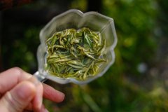 绿茶中的太平猴魁——六安瓜片