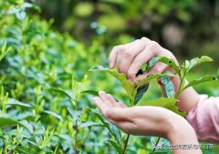武夷山：一斤好的金骏眉茶到底多少颗芽头？