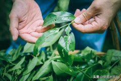 武夷岩茶当家品种之一——水仙花