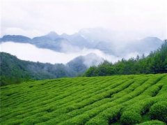全国五大名茶之一——龟山岩绿茶