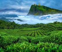 中国高端绿茶分享——竹叶青