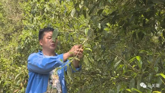 马关：古林箐的古树茶开始采摘售卖啦