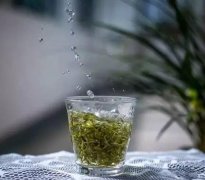 常熟地产名优茶——虞山碧螺春迎来开采期