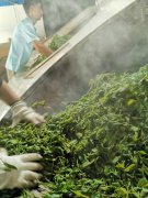 普洱茶的制作流程是什么