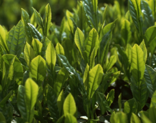【茶知识】绿茶、红茶、乌龙茶的区别，你知道多少？