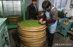 龙井村卖茶骗术，如何辨别龙井茶的真伪？