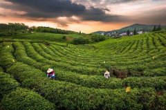 怎样品武夷岩茶才是正确的？